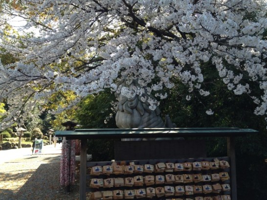 寒川神社境内の桜