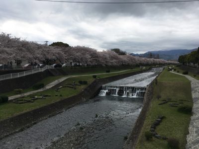 川のずうっと先の方まで桜が尽きない